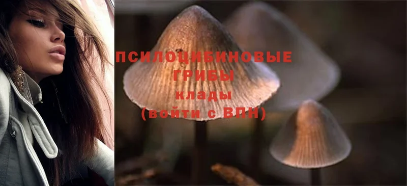 MEGA   Кириши  Галлюциногенные грибы MAGIC MUSHROOMS 